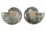 Black Cut & Polished Ammonite Fossils - 1 to 1 1/2" Size - Photo 2